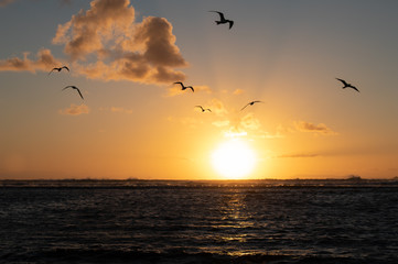 Seagulls over sunset