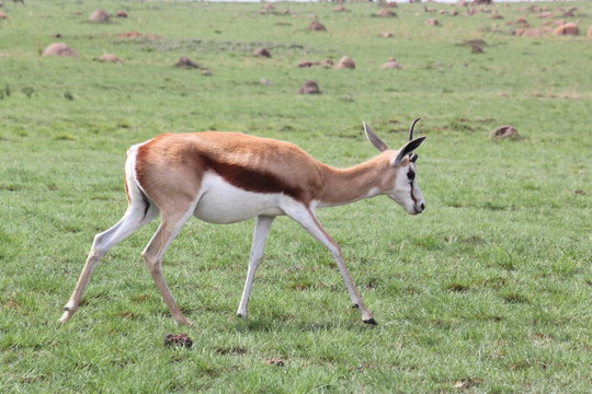 aine antilope rennt durch die w&uuml;ste