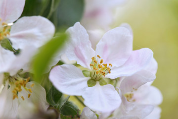 Fototapeta na wymiar close on beautiful flower apple tree blooming in spring