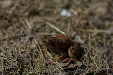 Little frog sunlit on dry grass