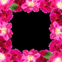 Beautiful floral background of peony and rose hip. Isolated