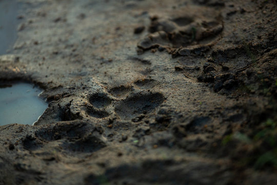Lion cub track in the mud