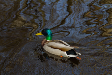 duck floating in a river