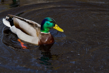 Fototapeta premium duck floating in a river
