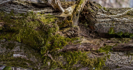 tree trunks covered with moss