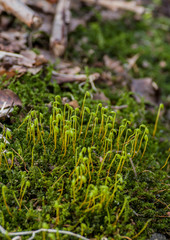 young growing moss