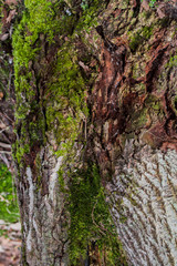 tree trunks covered with moss