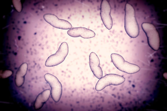 Porphyromonas gingivalis bacteria, 3D illustration