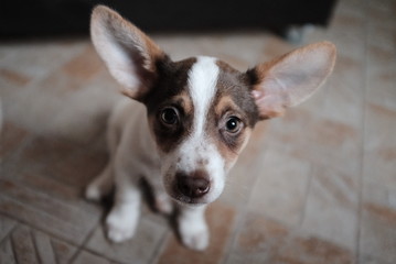 Stray - Streetdog - Rescue - Homeless