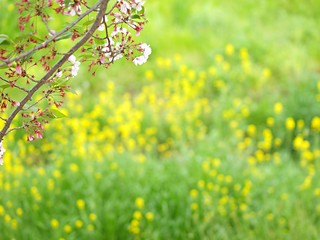 水無瀬川の桜