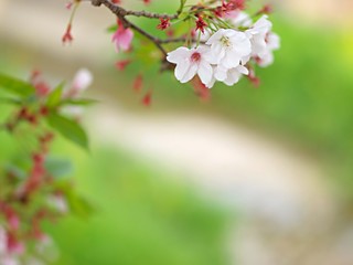 水無瀬川の桜