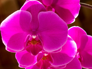 Fototapeta na wymiar beautifully blossomed Orchidaceae