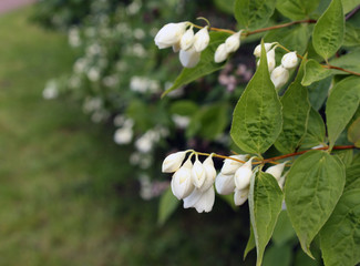 Obraz premium white flower in garden