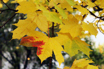 maple leaves in autumn