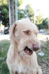 Stray - Streetdog - Rescue - Homeless