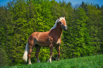 Obraz na płótnie Canvas Schönes Pferd auf der Wiese 