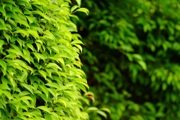 green leaf bush closeup