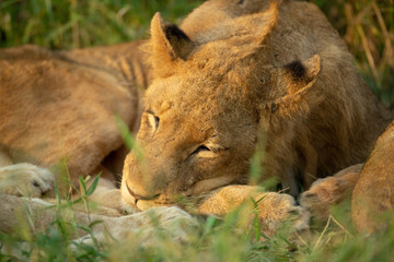 A group of young lions lazily resting in the afternoon glow
