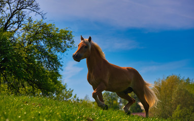 Schönes Pferd auf der Wiese 