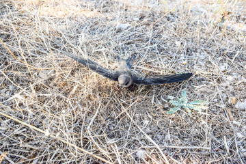 The swift chick.