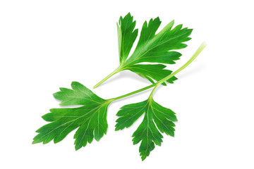 Parsley Isolated on White. Fresh Parsley Herb, Full Depth of Field  