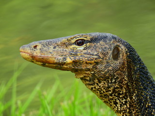 face of water monitor (Varanus salvator) closeup