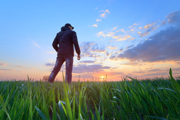 Fototapeta premium people wheat field sunset / landscape spring field agriculture of Ukraine