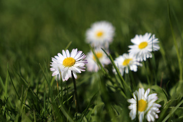 Fototapeta premium Spring daisy flowers in the green grass. White chamomile blooming on sunny meadow, medicinal herbs in spring season