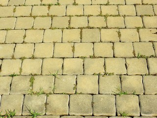 cement block pavement with plant in garden