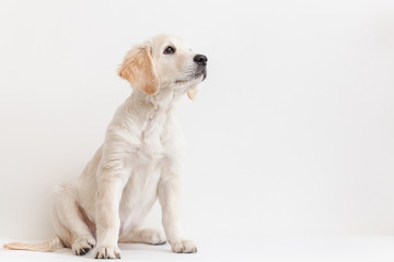Golden Retriever puppy on a white background