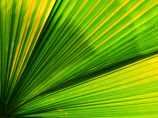 Obraz premium green palm leaf texture