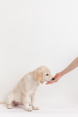 golden retriever puppy eating from hands in the studio