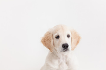 puppy isolated on white background in the studio close-up