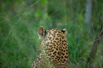 Leopard female with a kill