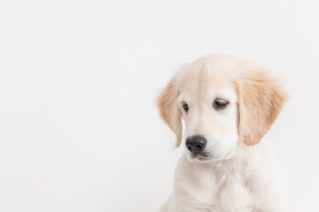 golden retriever puppy isolated on white background close up