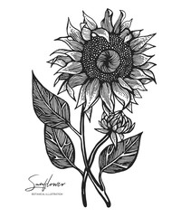 All element isolated. Design elements for wedding invitations, greeting cards, wrapping paper, cosmetics packaging, labels, tags, quotes, blogs, posters etc