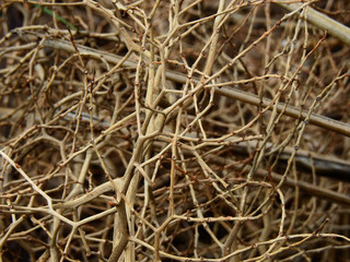 pile of dry tree branch
