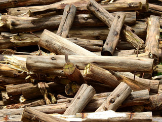 pile of log wood in forest