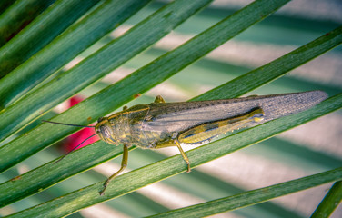 Saltamontes sobre una hoja de palmera inmóvil esperando que se aleje el peligro.