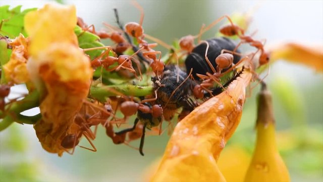 Red ants eating a bee alive while it was harvesting nectar from these yellow flowers; one bite from a red ant followed by another paralyzed the bee and caused its demise.