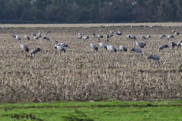 Sur leur lieu d'hivernage en Extremadure en Espagne des grues cendrées se régalent de céréales
