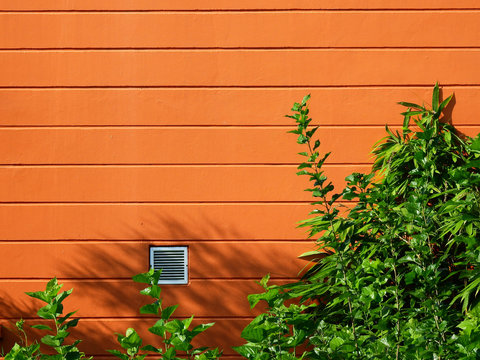 Orange Wall With Green Tree