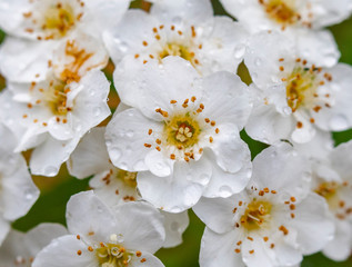 Obraz premium flowers and water drops