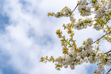 Spring background with flowering branches of cherry and free place for text. Flowering fruit trees branches against the blue sky.