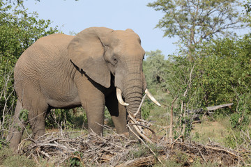 Afrikanischer Elefant / African elephant / Loxodonta africana