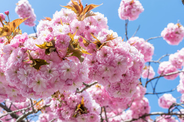 Blossoming pink cherry closeup and blue sky background. Bright bloom of pink sakura. 