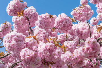 Bright cherry blossoms with a bright blue sky.