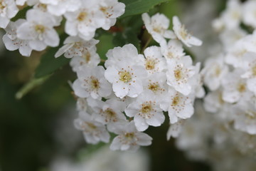 Fototapeta premium flowers and water drops