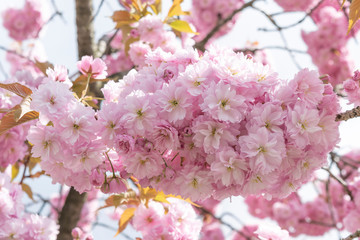 A branch of cherry blossom close up. Pink sakura macro. 