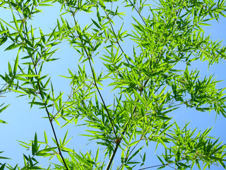 Naklejka premium green bamboo leaf against blue sky